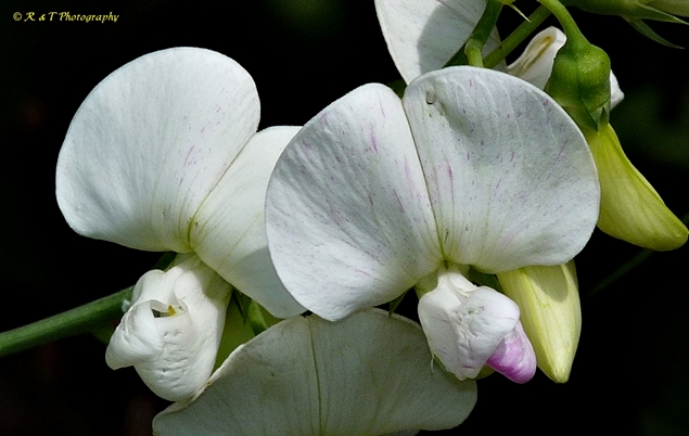 {Lathyrus latifolius}